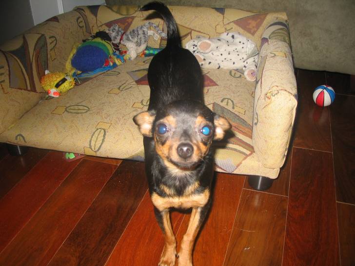poupoune - Chihuahua (11 mois)