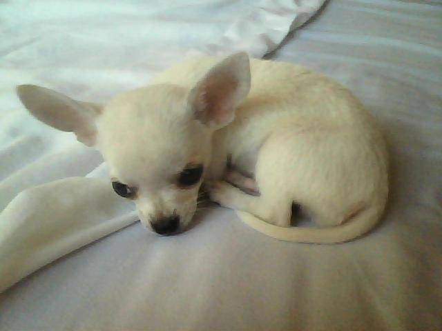 Yackie - Chihuahua Mâle (1 an)