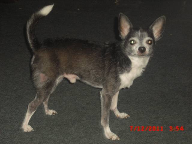 Gator - Chihuahua Mâle (12 ans)