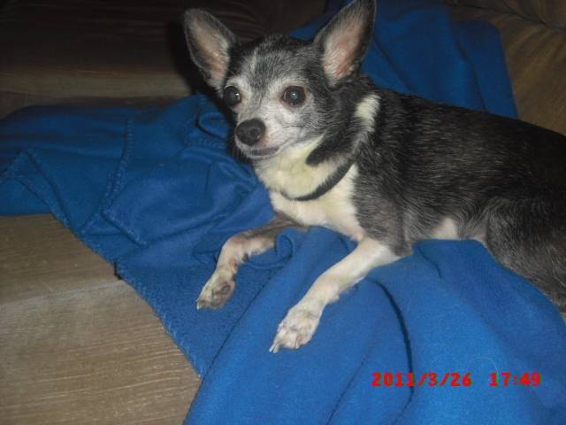 Gator - Chihuahua Mâle (13 ans)