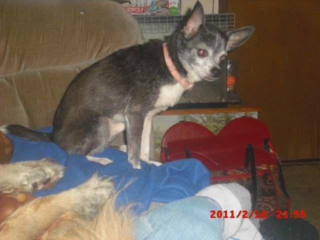 Gator - Chihuahua Mâle (14 ans)