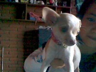 nena - Chihuahua (3 mois)
