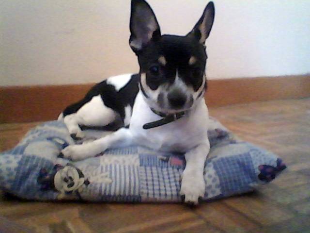 Hercule - Chihuahua Mâle (6 mois)
