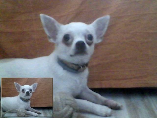 GIZMO - Chihuahua Mâle (1 an)