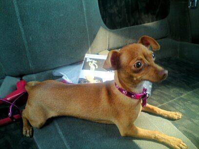 guayaba - Chihuahua (3 ans)