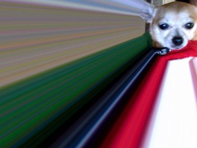 Chichi - Chihuahua (4 ans)