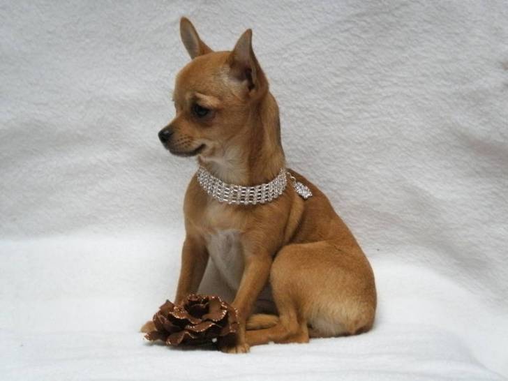 Pépita - Chihuahua (3 ans)