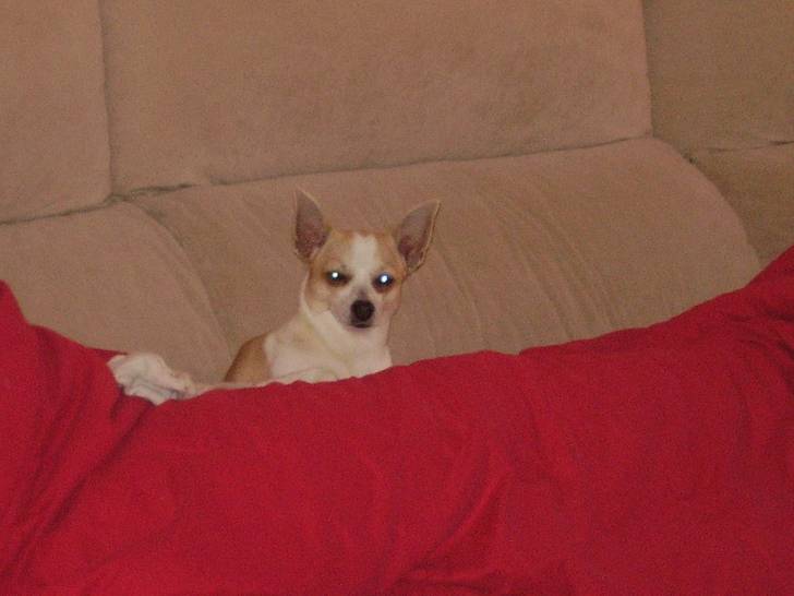 Flipy - Chihuahua Mâle (5 ans)