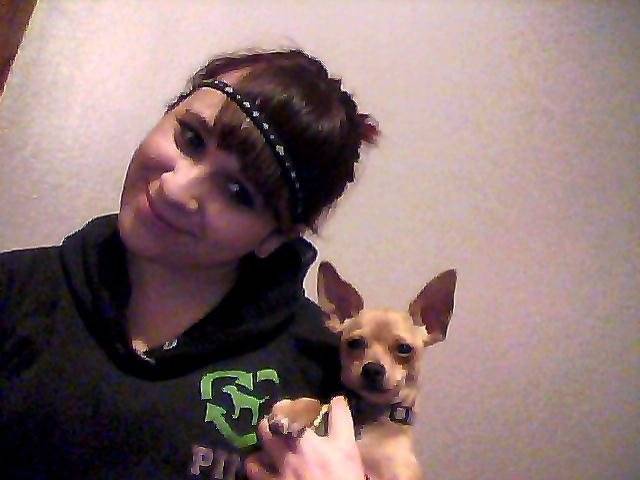 Bell - Chihuahua (2 ans)