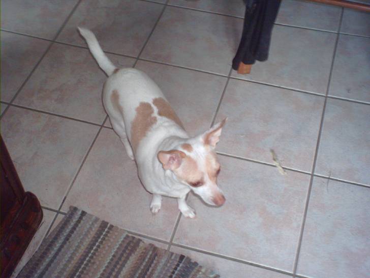 Apache - Chihuahua (2 ans)
