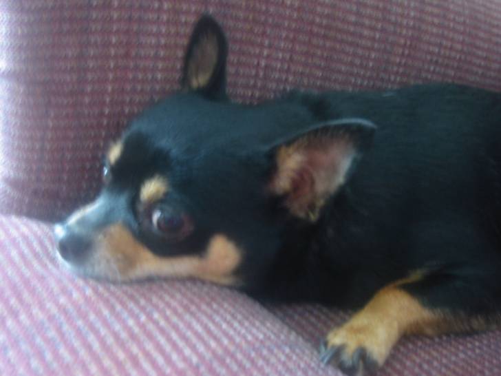 Tiny - Chihuahua (4 ans)
