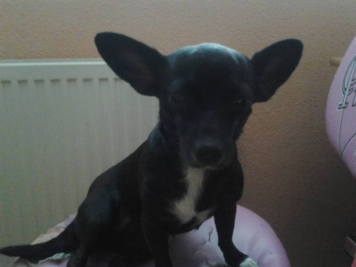 minnie - Chihuahua (1 an)
