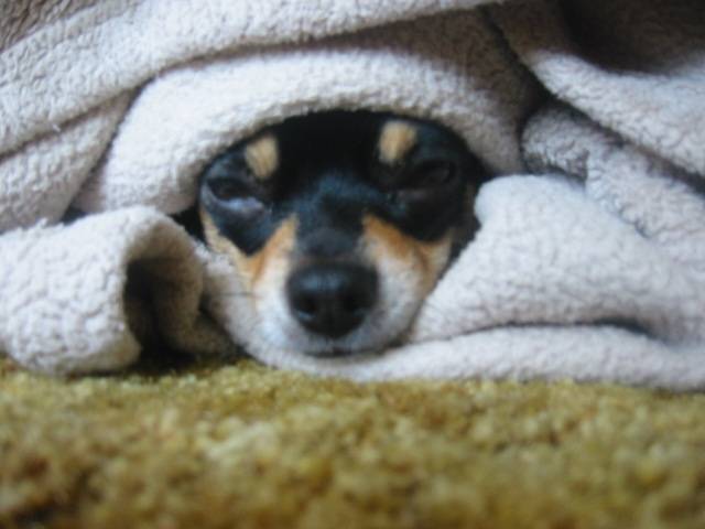 Tiny - Chihuahua (4 ans)