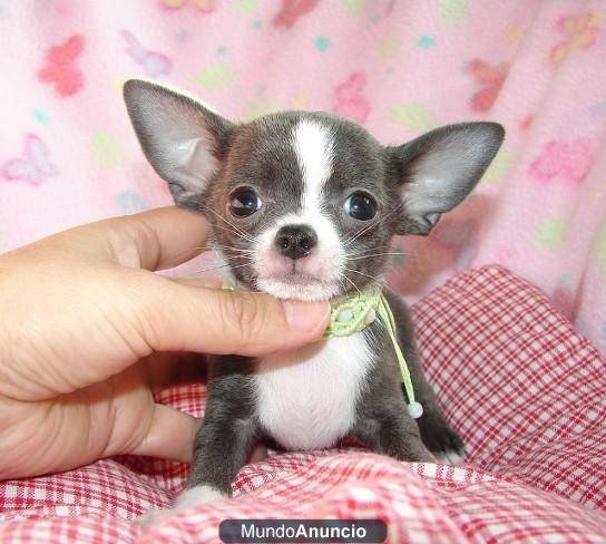 Arena - Chihuahua (3 mois)
