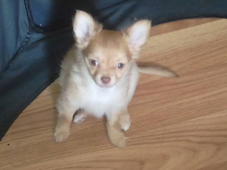 Genthleman - Chihuahua Mâle (7 mois)