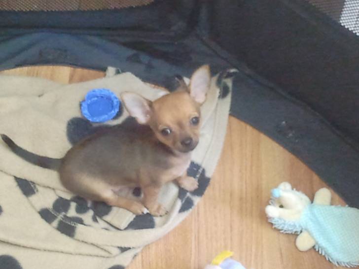 Mam'zelle - Chihuahua (7 mois)