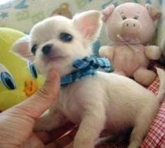 mi Chihuahua linda - Chihuahua (4 mois)