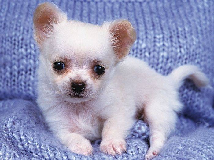 Chloe - Chihuahua (5 mois)