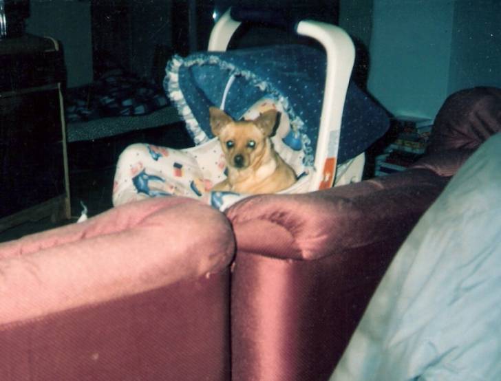 sassie - Chihuahua (Autre)