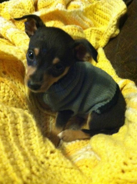 sumo - Chihuahua Mâle (1 an)