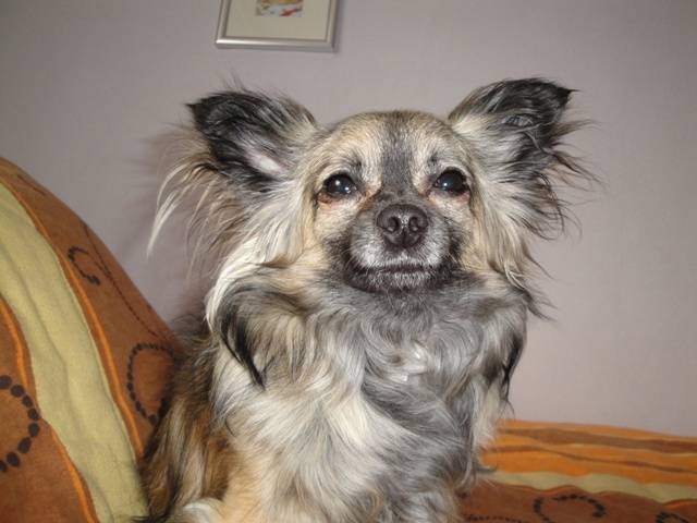 Amy - Chihuahua (1 an)
