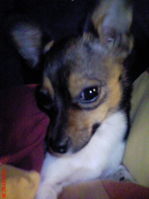 Lilly - Chihuahua (6 ans)