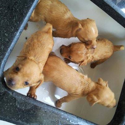 chanel - Chihuahua (1 mois)