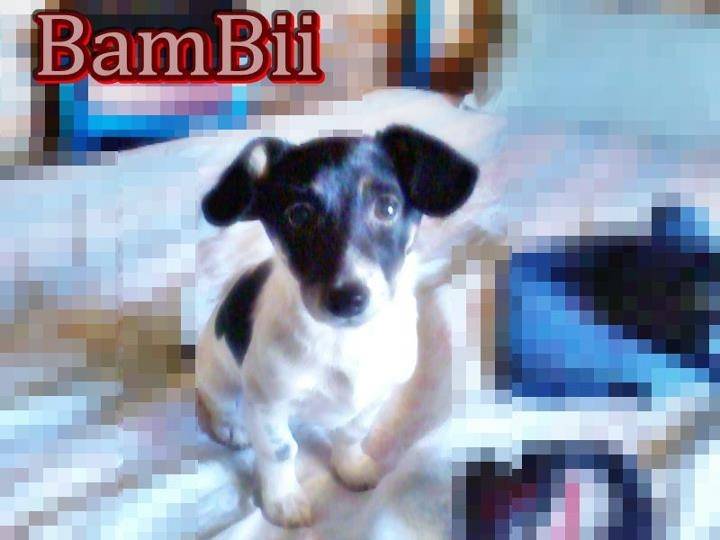 BAMBI - Chihuahua (2 mois)