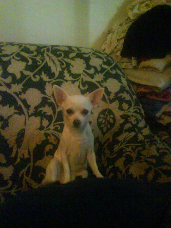 Nika - Chihuahua (6 ans)