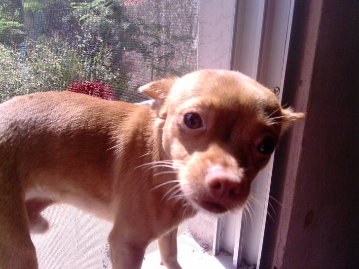 jimi - Chihuahua Mâle (2 ans)