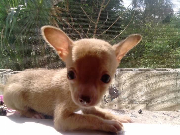 PAPI - Chihuahua Mâle (9 mois)