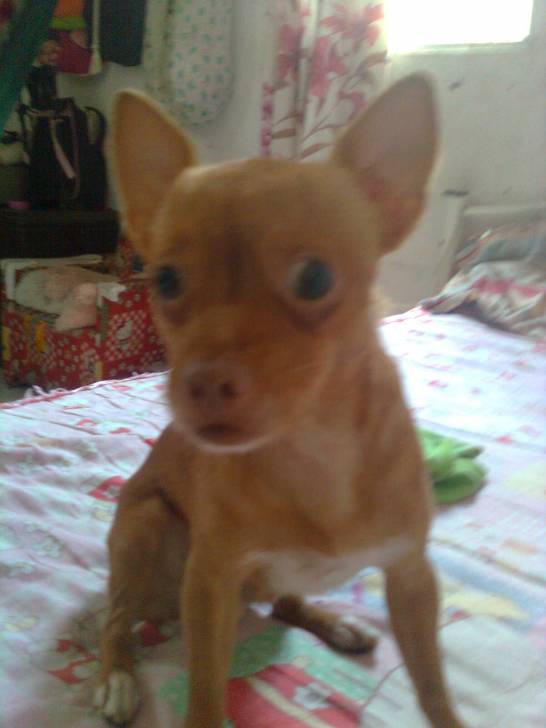 JIMI - Chihuahua Mâle (2 ans)