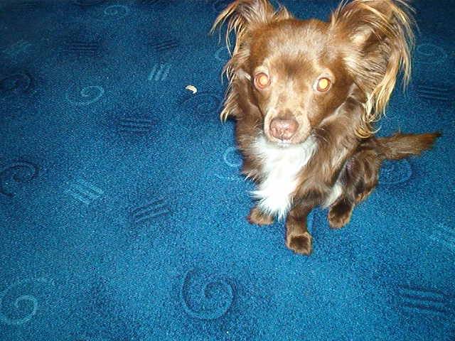 snoopy - Chihuahua Mâle (2 ans)