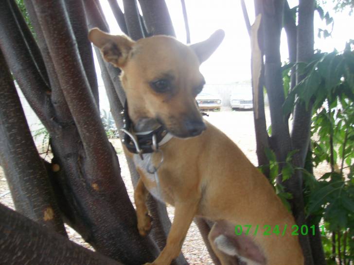 max - Chihuahua Mâle (6 mois)