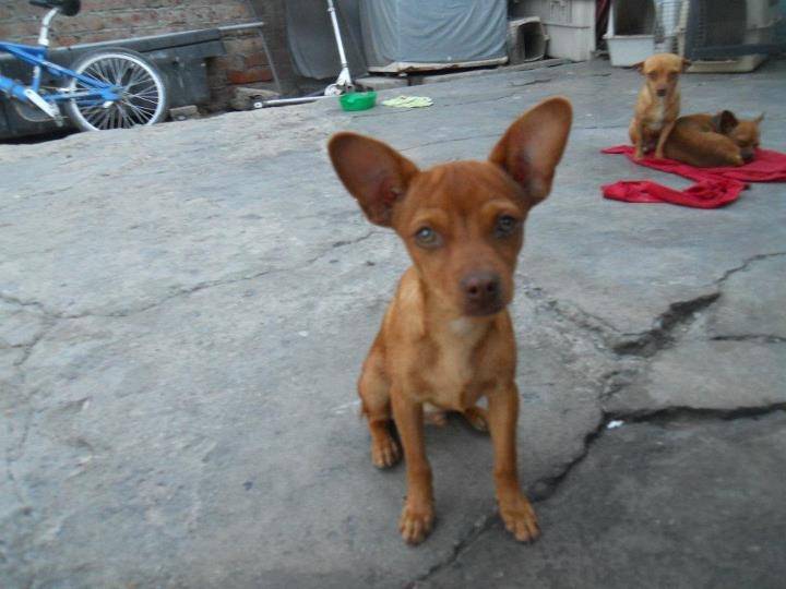 El Konan - Chihuahua Mâle (5 mois)