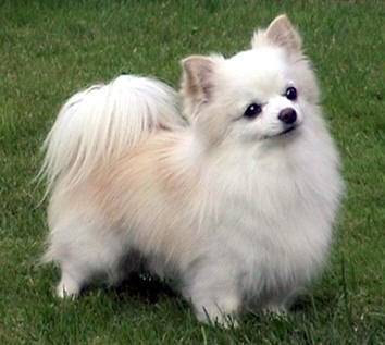 Dolly - Chihuahua