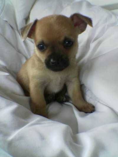 Lol - Chihuahua Mâle (3 mois)