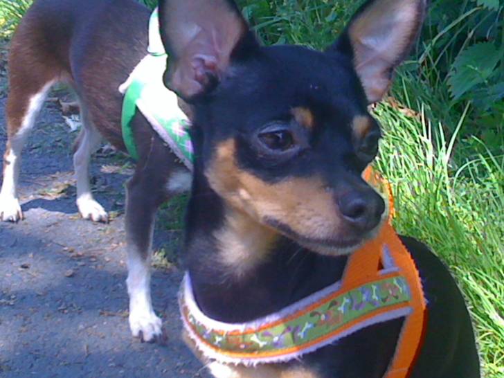 flori - Chihuahua Mâle (2 ans)