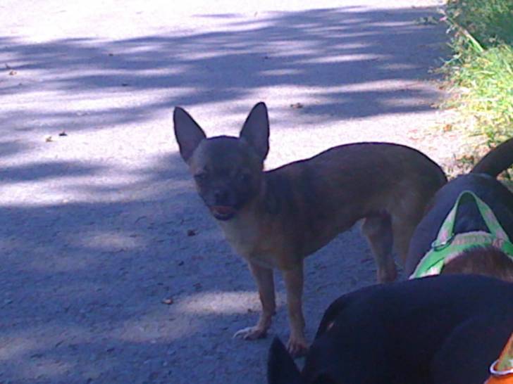 timmi - Chihuahua Mâle (2 ans)
