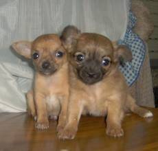 lili i laura - Chihuahua (5 mois)