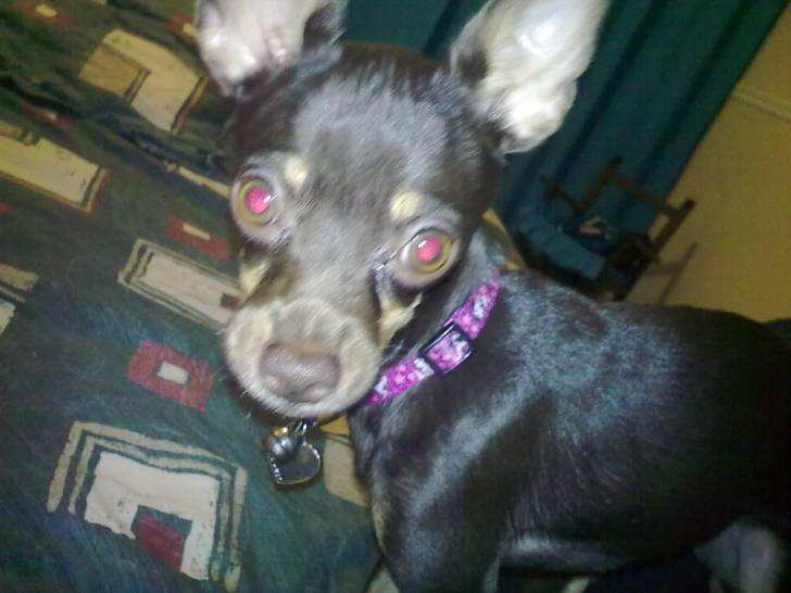 Hersheys - Chihuahua (11 mois)
