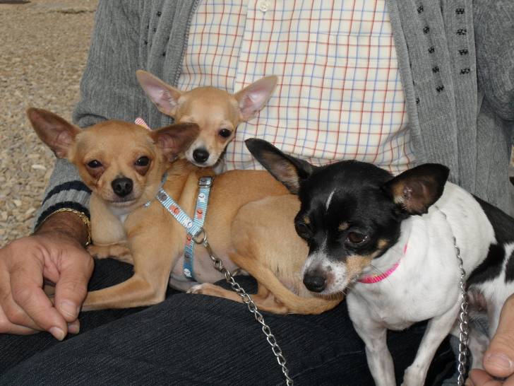Los tres pequeñajos - Chihuahua