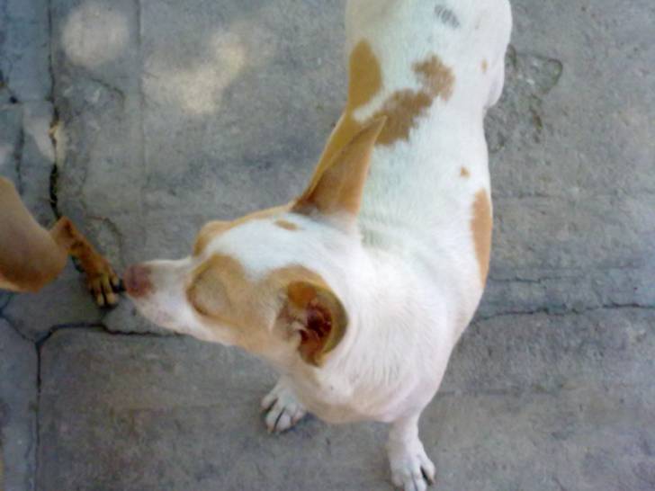 anni - Chihuahua (4 ans)