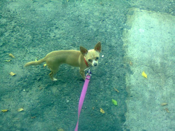 Kiara - Chihuahua (3 ans)