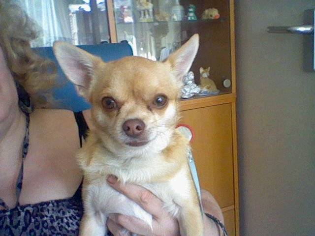 jaffa - Chihuahua Mâle (6 ans)