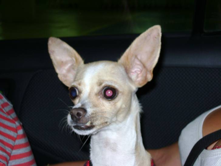 Titoune - Chihuahua (3 ans)