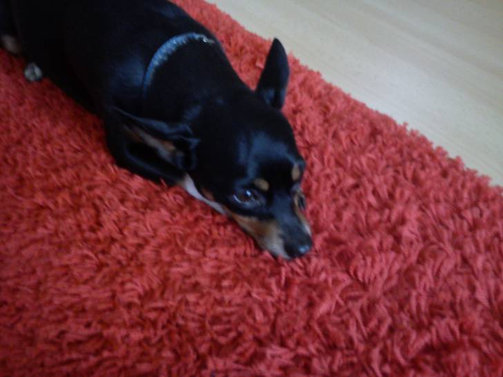 Cute - Chihuahua Mâle (2 ans)