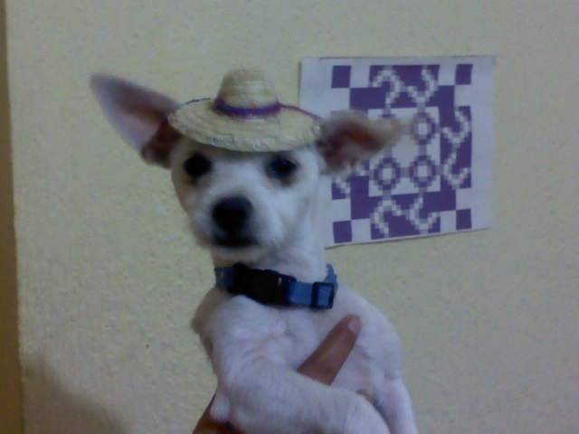 pinky - Chihuahua (5 mois)