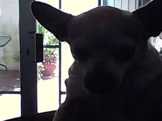 bridney - Chihuahua (8 ans)