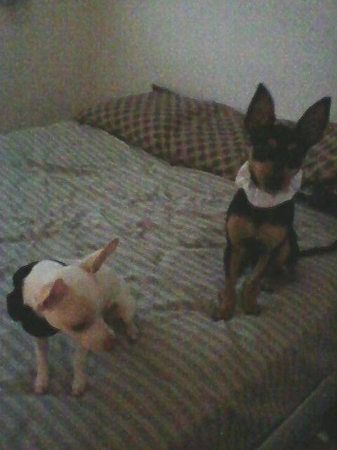 Makdaddii - Chihuahua Mâle (2 ans)